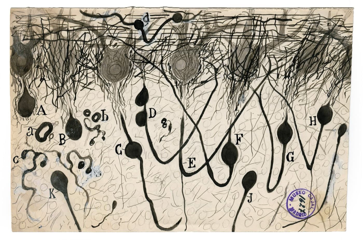 Cajal, nerve cells of the brain
